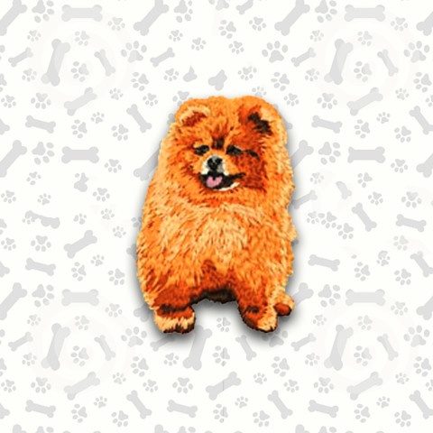 Zwergspitz (Pomeranian)