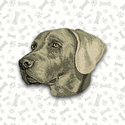 Weimaraner